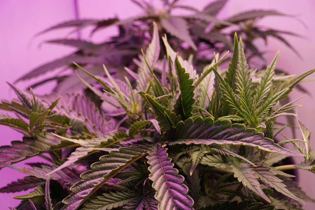 Indoor Cannabis Cultivation in South Africa: A Complete Guide for Home Growers