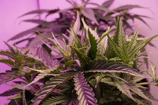 Indoor Cannabis Cultivation in South Africa: A Complete Guide for Home Growers