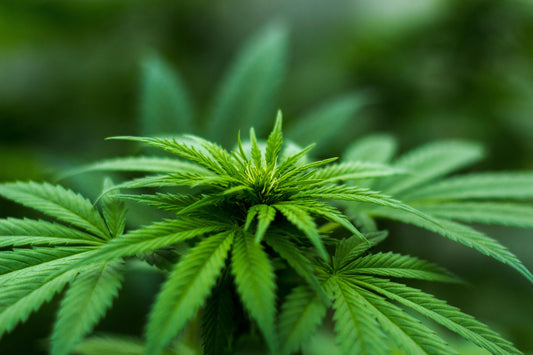 What Is Cannabis? A Complete Guide to the Plant, Its Benefits, and Legal Use in Cape Town